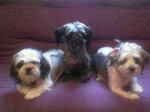 Jo's kids: Zorro, Mac and Kody